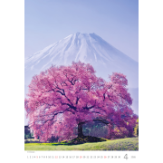 Nástenný kalendár Stromy 31,5 x 45 cm 2026