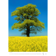 Nástenný kalendár Stromy 31,5 x 45 cm 2026