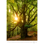 Nástenný kalendár Stromy 31,5 x 45 cm 2026