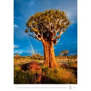 Nástenný kalendár Stromy 31,5 x 45 cm 2026