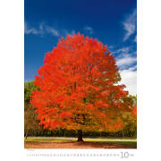 Nástenný kalendár Stromy 31,5 x 45 cm 2026