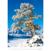 Nástenný kalendár Stromy 31,5 x 45 cm 2026