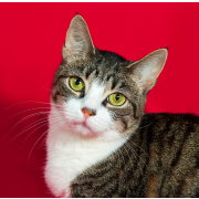 Nástenný kalendár Cats 2024