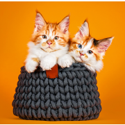 Nástenný kalendár Cats 2024