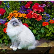 Nástenný kalendár Cats 2024