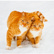 Nástenný kalendár Cats 2024