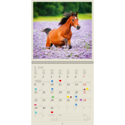 Nástenný kalendár Horses 2024