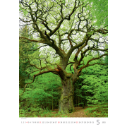 Nástenný kalendár Stromy 31,5 x 45 cm 2025